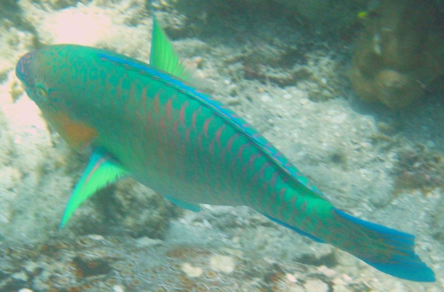 Pictures Of Parrot Fish - Free Parrot Fish pictures 