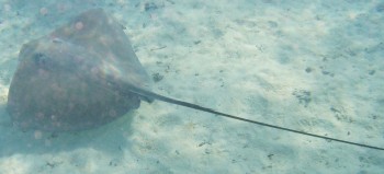 A Tahitian stingray scavenges for food inside the lagoon.