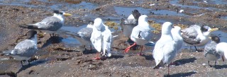Crested Terns and Silver Gulls