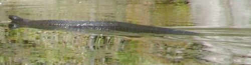 Tiger snake swimming in Tasmania