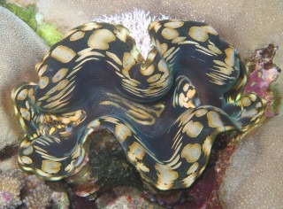 Giant Tridacna Clam