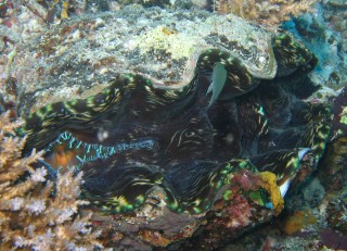 Tridacna derasa, a giant clam on the bommie.