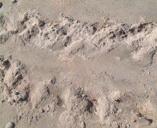 Sea turtle tracks on a beach in the Mananucas, Fiji.