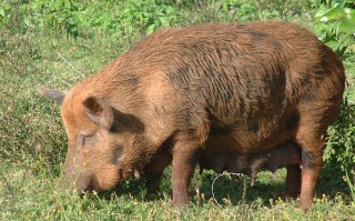 Tonga may have more pigs than people, at least in the Ha'apai.