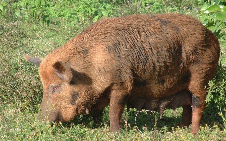 Tonga Fiji Fauna