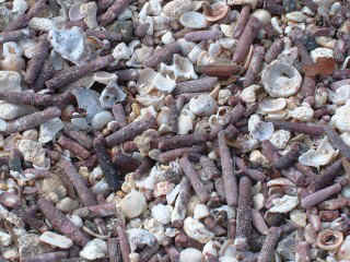 A very close-up of a Galapagos beach, made of sea urchin spines and small shells.