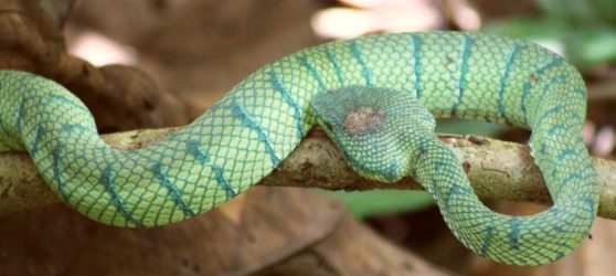 The third (Sulawesi) color phase of the venomous Wagler's Pit Viper