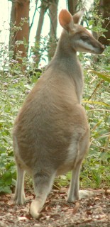Possibly a Red-necked Wallaby. Brisbane Forest park
