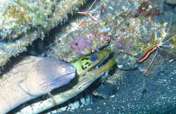 Two moray eels and cleaner shrimp, Lembeh Strait