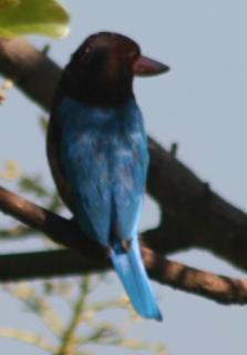 Blue back of the White Throated (Breasted) Kingfisher