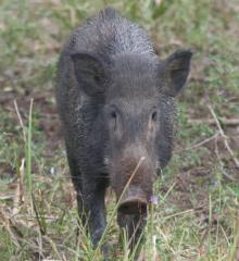 A young wild boar, head on