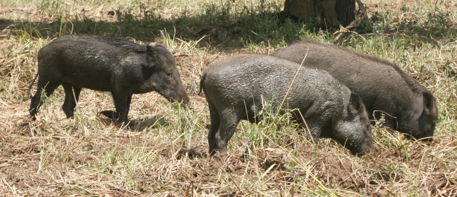 Sri Lanka Animals