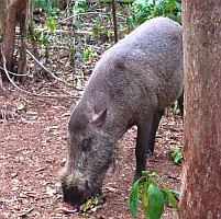 A Bearded Pig in the rain forest of Kalimantan, Indonesia
