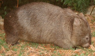 A common wombat grazes by the road, Victoria
