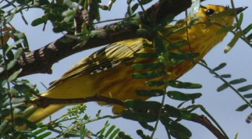 Yellow Warbler in an acacia tree, Bonaire