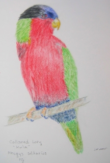 Collared Lory, a Fijian endemic. Drawing by Sue Hacking